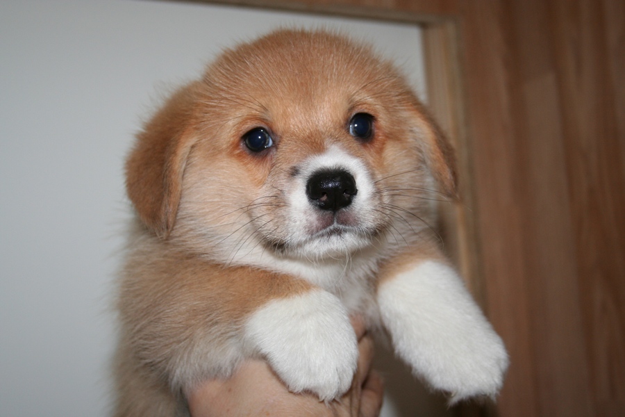 Puppies